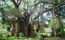 Le jardin botanique (re)pris en main