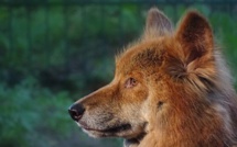 Australie: Une femme grièvement blessée par des dingos