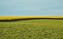 La mutagenèse produit bien des OGM, "décision historique" de la justice de l'UE