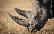 Kenya: un dixième rhinocéros est mort, le onzième attaqué par des lions
