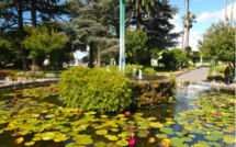 Carnet de voyage - Napier : fleurs, Art Déco et air marin