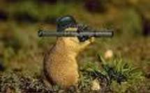 En Grande-Bretagne, les délinquants étaient... des écureuils