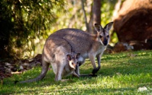 Réveillés en sursaut par l'irruption nocturne d'un kangourou