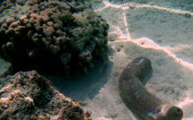 Ouverture de la campagne de pêche réglementée aux "rori" à Raroia et Faaite