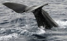 Chasse à la baleine: L'Australie opposée à tout assouplissement du moratoire