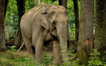 Sur la ligne de front entre hommes et éléphants en Inde