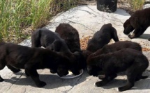 Sept chiots affamés découverts sur une île déserte canadienne