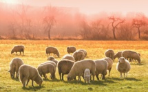 Les éleveurs australiens face à la pire sécheresse en "plus de 50 ans"