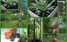 Les élèves du lycée de Taaone se mettent au faa’apu