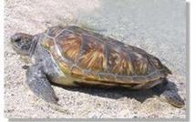 Communiqué du Ministre de la santé et de l'écologie relatif aux tortues marines
