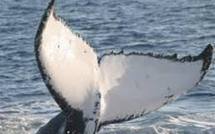 Australie : un adolescent chevauche une baleine de 14 mètres