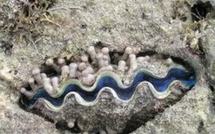 Réglementation des activités de collectage, d’élevage et de repeuplement de bénitiers