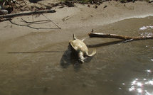 Communiqué : Chasse à la tortue, aucun projet de libéralisation