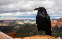 Mégot au bec, des corbeaux participent au nettoyage du Puy-du-Fou