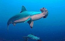 Un drone marin pour compter et mieux protéger les cétacés en Méditerranée