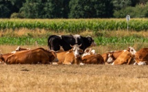 Résurgence inédite de l'anthrax dans les pâturages des Hautes-Alpes