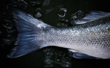 La pêche à l'explosif en Libye, fléau écologique en Méditerranée