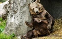 Kiwi, star du film "L'Ours", et son compagnon vont déménager vers un zoo plus grand