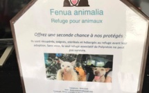 Les associations de protection animale ont besoin de votre aide 