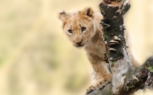 Le lionceau découvert dans un appartement de banlieue parisienne relâché en Afrique du Sud