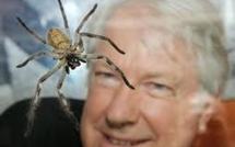 Un Australien va passer trois semaines au milieu de centaines d'araignées