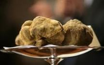 Italie: une truffe blanche de 100.000 euros à la cantine des pauvres