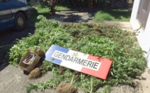 Les gendarmes ont détruit 136 plants de cannabis à Huahine et 287 à Papara