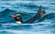 L'incroyable marathon d'un manchot de Nouvelle-Zélande