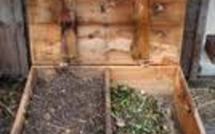 Des vers « api » en Polynésie Française