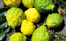 Carnet de voyage - Fruits colorés de Rurutu