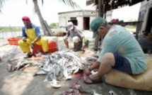 Le requin marteau, et d'autres espèces victimes de surpêche, seront protégés