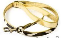 Un chien qui vaut de l'or