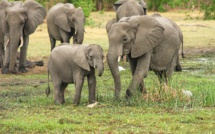 Près d'une centaine d'éléphants tués en quelques semaines au Botswana