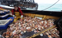 Coquilles Saint-Jacques: la Marine française mobilisée pour éviter des heurts