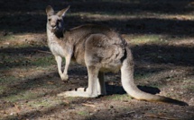 Un kangourou en vadrouille en Autriche
