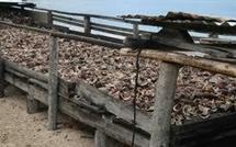 Prise en charge du fret dans les îles pour le noni et le coco