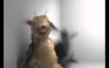 Russie: un écureuil en plein délire pour lutter contre l'abus d'alcool