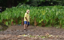 Un séminaire pour l’agriculture et la pêche lagonaire 