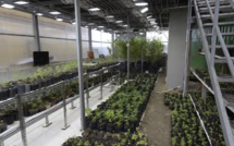 En Uruguay, premières gorgées d'un maté au cannabis