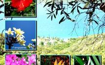 Les plantes de Nouvelle-Calédonie, émeraude planétaire