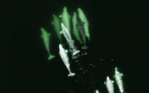 Des bélugas adoptent un narval égaré dans le Saint-Laurent au Canada