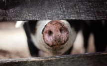 Peste porcine africaine: le ministère expose son plan de bataille aux éleveurs
