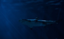 USA: rare attaque mortelle de requin dans le nord-est