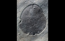 Le plus ancien animal sur Terre était ovale et plat, il y a 558 millions d'années
