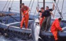 2009, année record pour la capture de thons dans le Pacifique