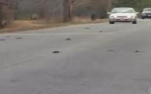 USA: des milliers d'oiseaux morts tombent sur une ville de l'Arkansas