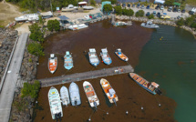 Antilles: une plainte visant l'Etat dénonce ses insuffisances face à la crise des sargasses