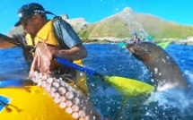Tiens, prend ça! Une otarie gifle un kayakiste avec un poulpe