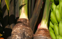 Carnet de voyage - Les 40 plantes des grands va’a