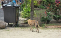Faa’a : l’interdiction du nourrissage des animaux errants confirmée en justice